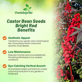 Outsidepride Bright Red Castor Bean Seeds highlight red seed pods for seasonal interest