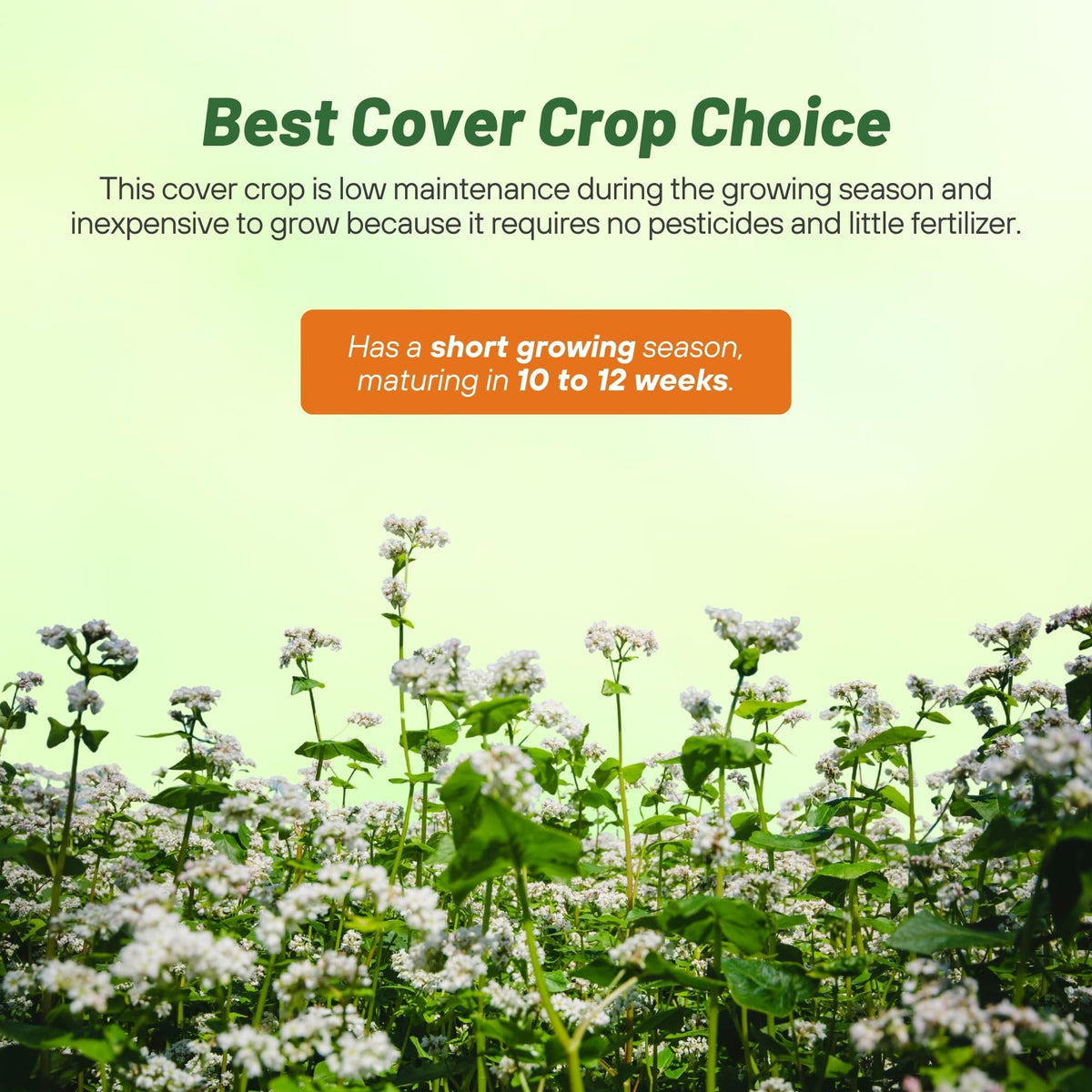 Outsidepride buckwheat cover crop field protects soil and supports biodiversity.