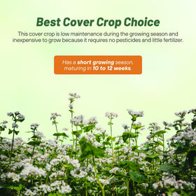 Outsidepride buckwheat cover crop field protects soil and supports biodiversity.