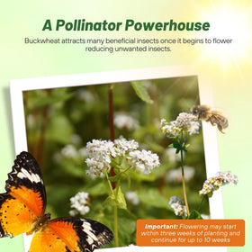 Outsidepride buckwheat erosion control helps reduce runoff and bare soil.