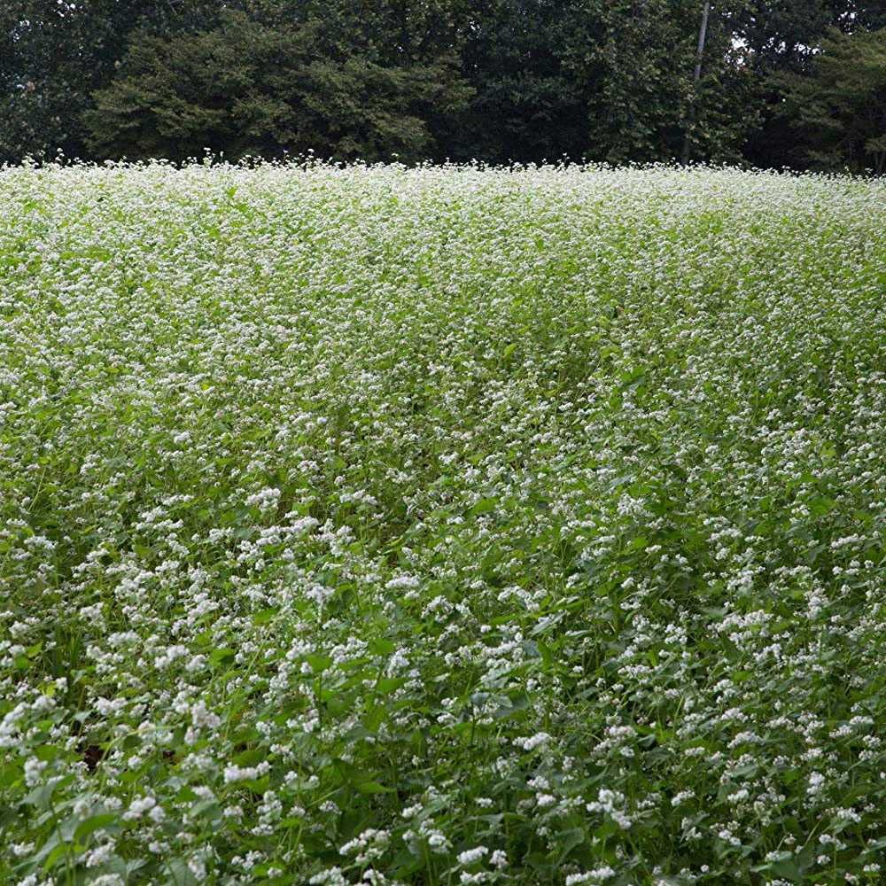 Outsidepride buckwheat forage and hay provide flexible pasture options.