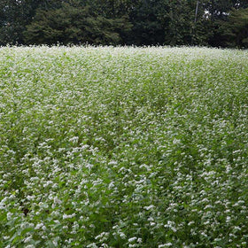 Outsidepride buckwheat forage and hay provide flexible pasture options.