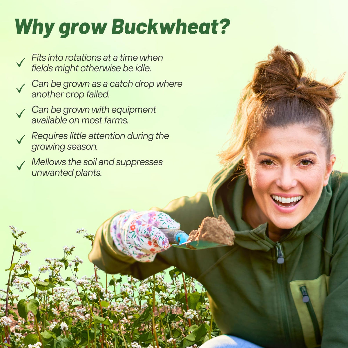 Outsidepride buckwheat pollinator garden attracts bees and other beneficial insects.