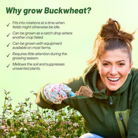 Outsidepride buckwheat pollinator garden attracts bees and other beneficial insects.