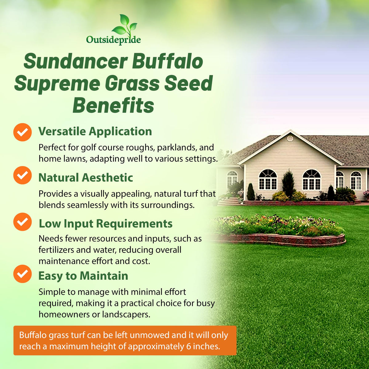 Outsidepride buffalo grass lawn with dense dark green turf after establishment.