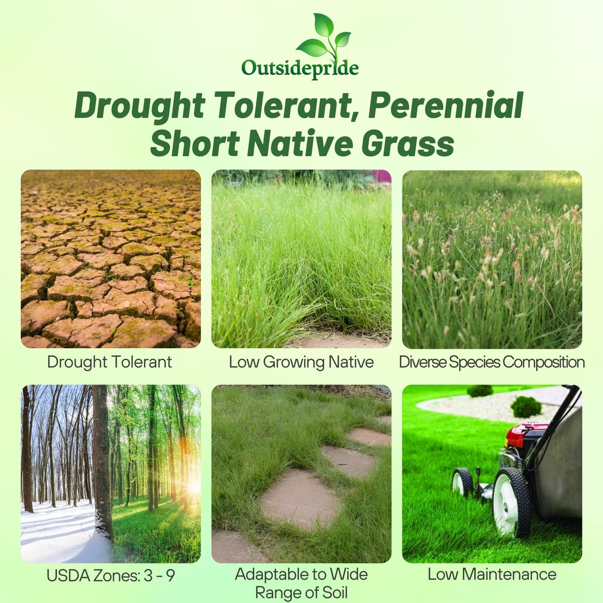 Outsidepride Buffalo grass seed growing in warm, low-mow lawn landscapes.