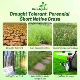 Outsidepride Buffalo grass seed growing in warm, low-mow lawn landscapes.
