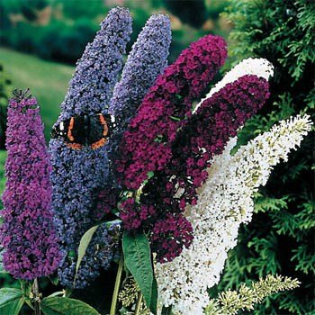 Outsidepride Butterfly Bush Mix Seeds show vibrant color blooms for a lively garden display.