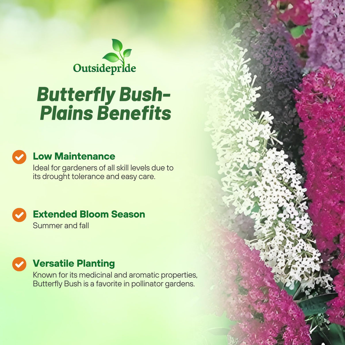 Outsidepride Butterfly Bush Mix Seeds are drought-tolerant once established for low-water gardens.