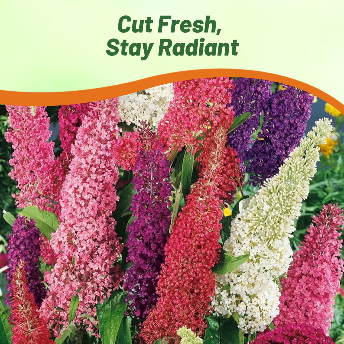 Outsidepride Butterfly Bush Mix Seeds are easy to grow with simple sun-loving care.