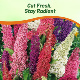 Outsidepride Butterfly Bush Mix Seeds are easy to grow with simple sun-loving care.