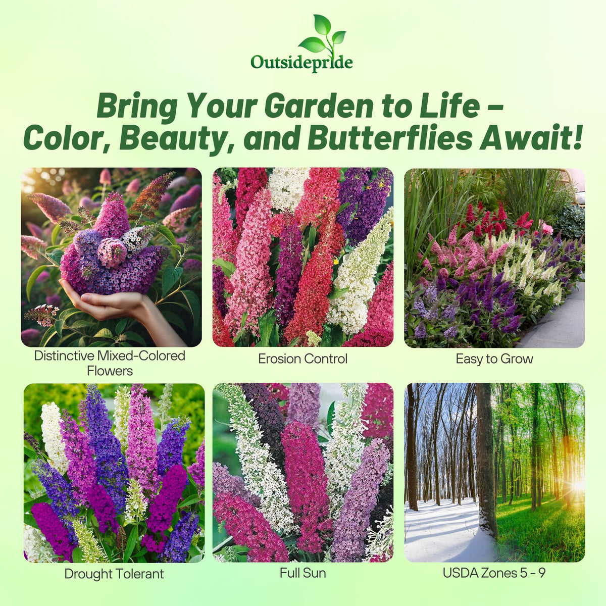 Outsidepride Butterfly Bush Mix Seeds attract butterflies and hummingbirds in the yard.