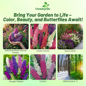 Outsidepride Butterfly Bush Mix Seeds attract butterflies and hummingbirds in the yard.
