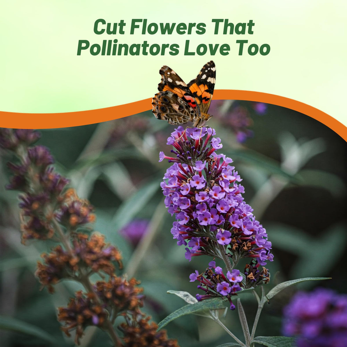 Outsidepride Butterfly Bush Mix Seeds create a sunny garden focal point for pollinators.