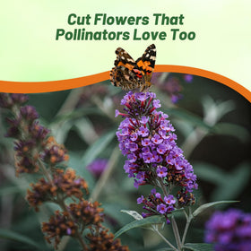 Outsidepride Butterfly Bush Mix Seeds create a sunny garden focal point for pollinators.
