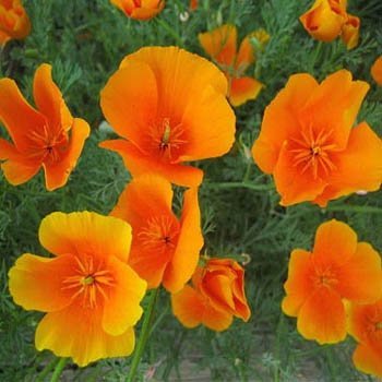 Outsidepride California poppy seed pack offering vibrant color and easy reseeding for sunny gardens