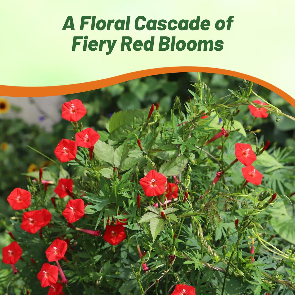 Outsidepride Cardinal Climber stands tall and deer-proof for resilient landscaping.