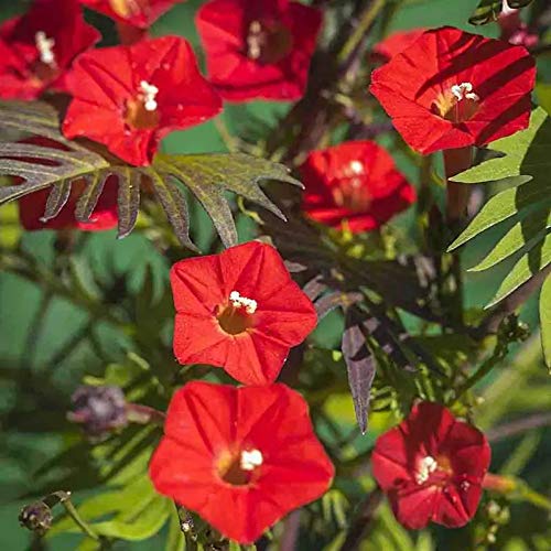 Outsidepride Cardinal Climber enhances garden borders with tall, climber habit.
