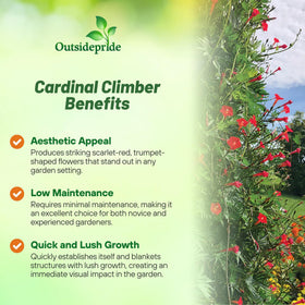 Outsidepride Cardinal Climber attracts pollinators, boosting biodiversity in your garden.