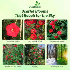 Outsidepride Cardinal Climber vine on trellis showcases vibrant vertical growth.