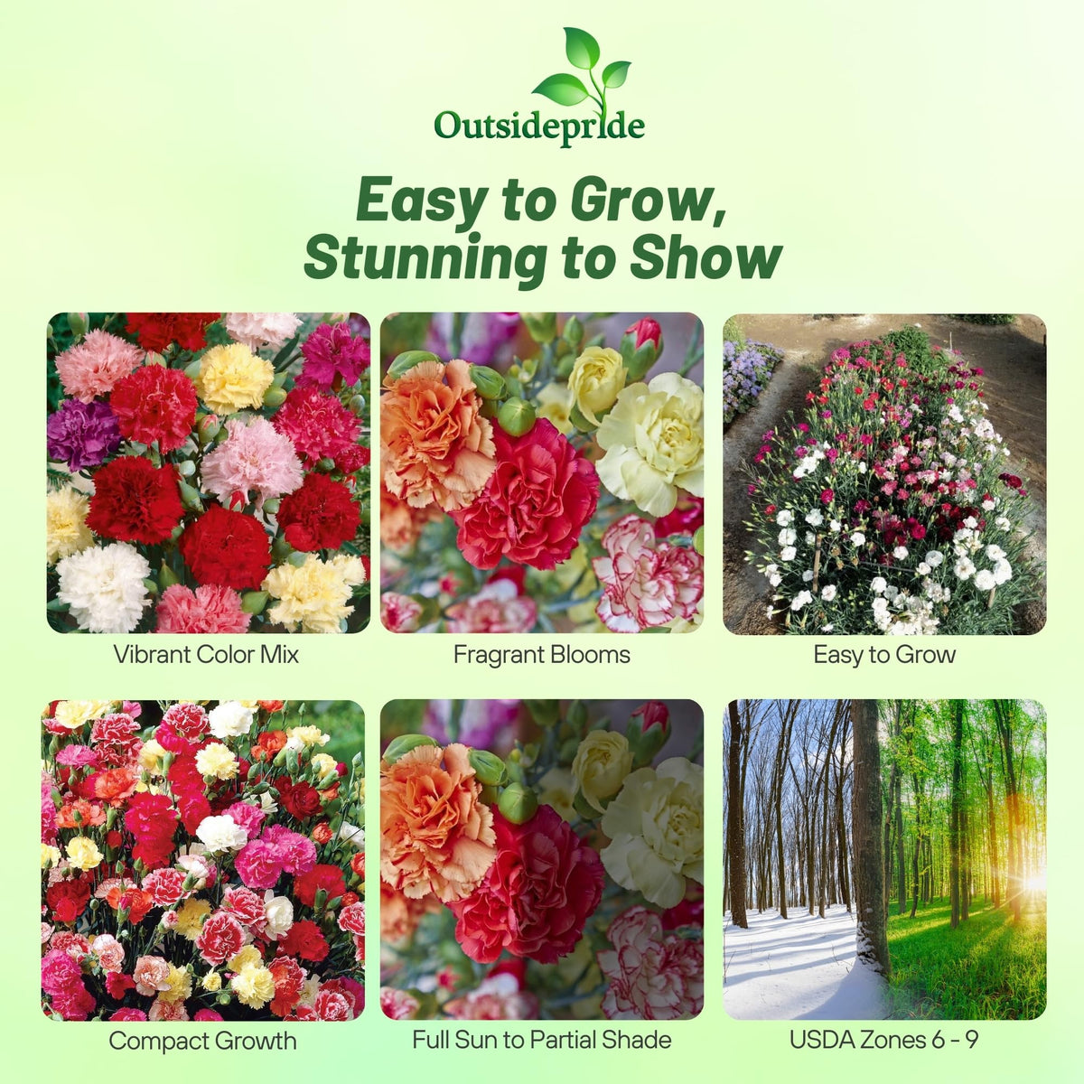 Outsidepride Chabaud Mix Carnation bloom close-up showing vibrant color for cut flowers.