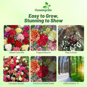 Outsidepride Chabaud Mix Carnation bloom close-up showing vibrant color for cut flowers.