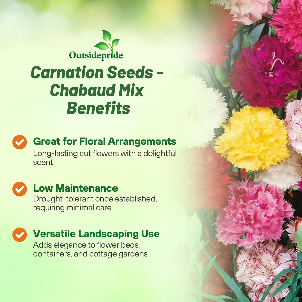 Outsidepride Chabaud Mix Carnation multi-hued blooms ideal for bouquets and arrangements.