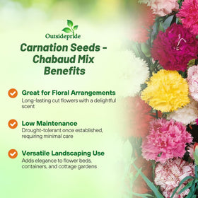 Outsidepride Chabaud Mix Carnation multi-hued blooms ideal for bouquets and arrangements.