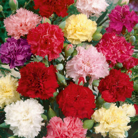 Outsidepride Chabaud Mix Carnation adds fragrance and color to fresh bouquets.