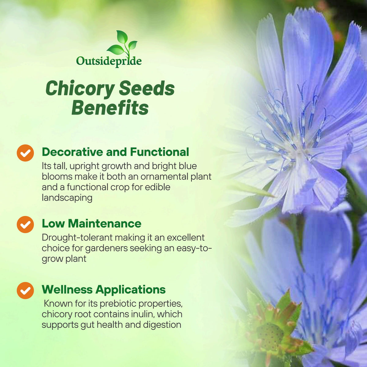 Outsidepride chicory seeds provide drought-tolerant forage in full sun.