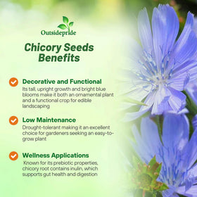 Outsidepride chicory seeds provide drought-tolerant forage in full sun.