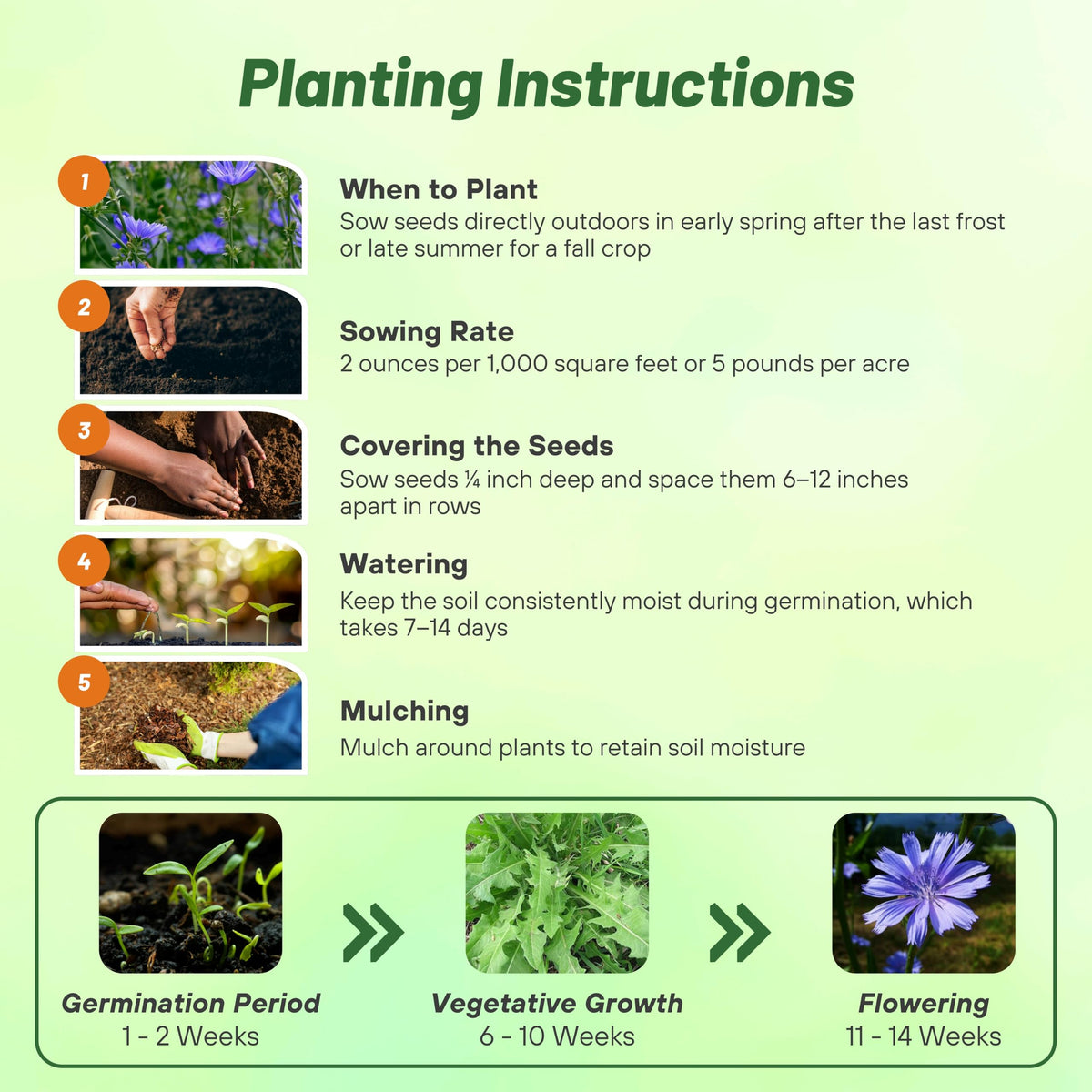 Outsidepride chicory seeds support no-till and frost seeding planting methods.