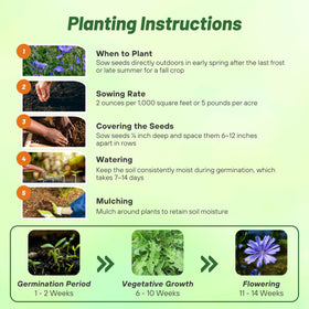 Outsidepride chicory seeds support no-till and frost seeding planting methods.