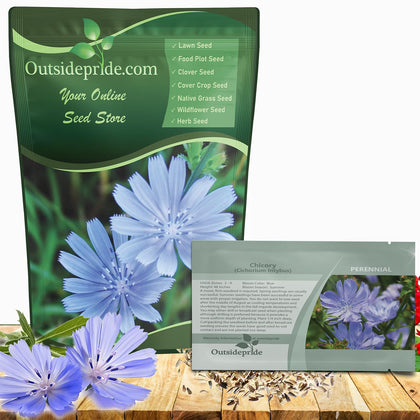 Outsidepride chicory seeds with pastel blue blooms attracting pollinators.