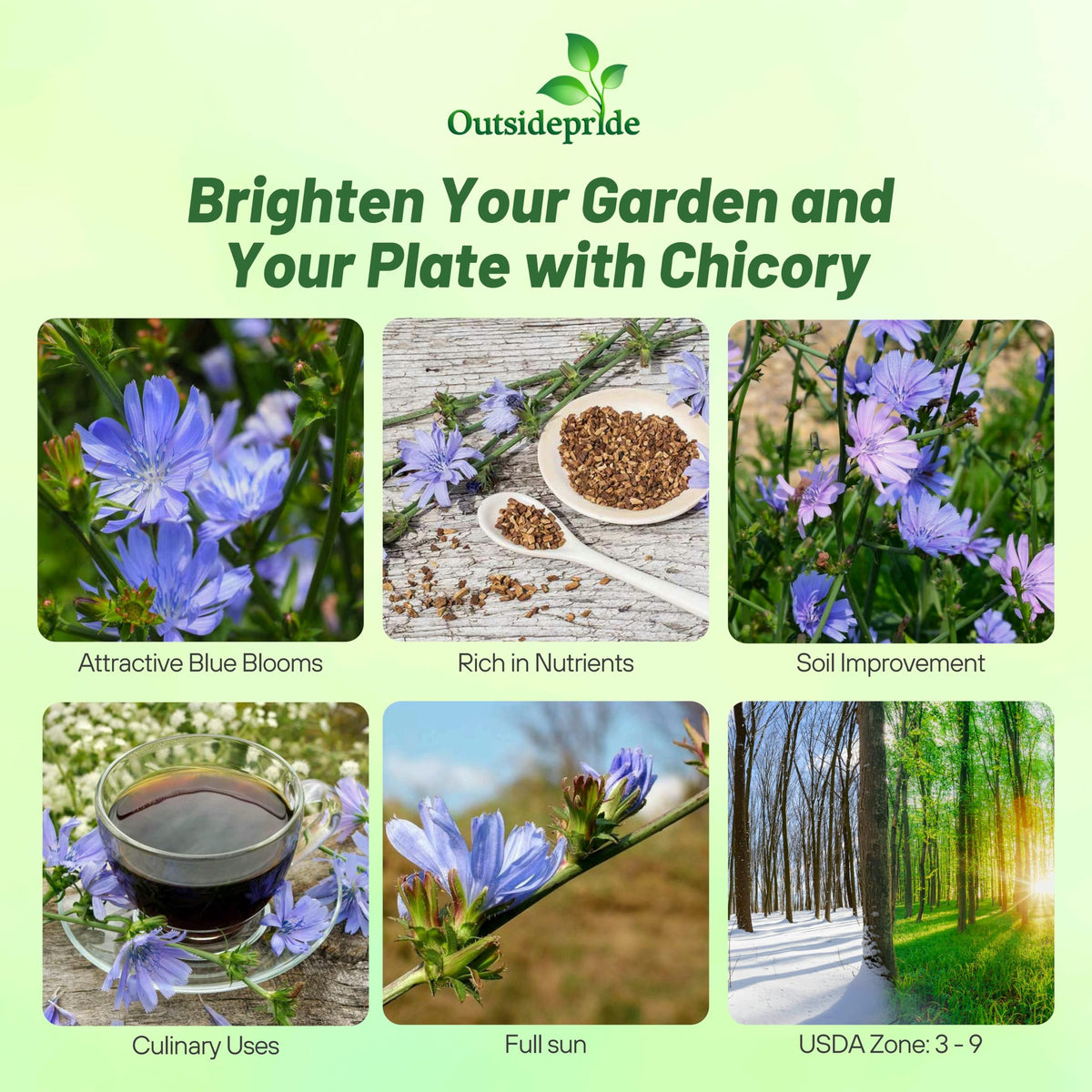 Outsidepride chicory seeds grow tall plants up to 48 inches for garden structure.