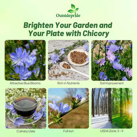 Outsidepride chicory seeds grow tall plants up to 48 inches for garden structure.