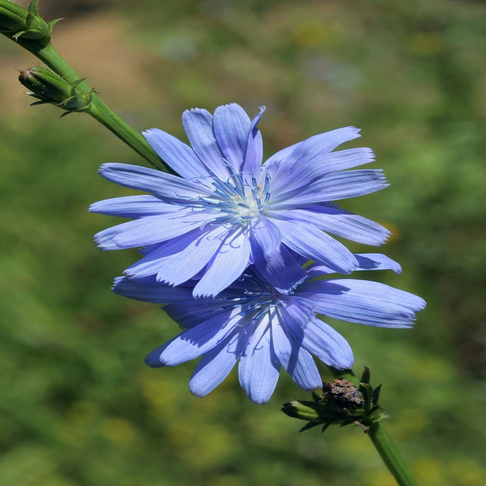 Outsidepride chicory seeds thrive in well-drained soil with pH 5.5+.