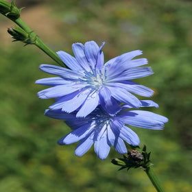 Outsidepride chicory seeds thrive in well-drained soil with pH 5.5+.