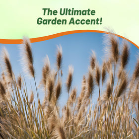 Outsidepride Chinese Pennisetum drought-tolerant grass for dry gardens