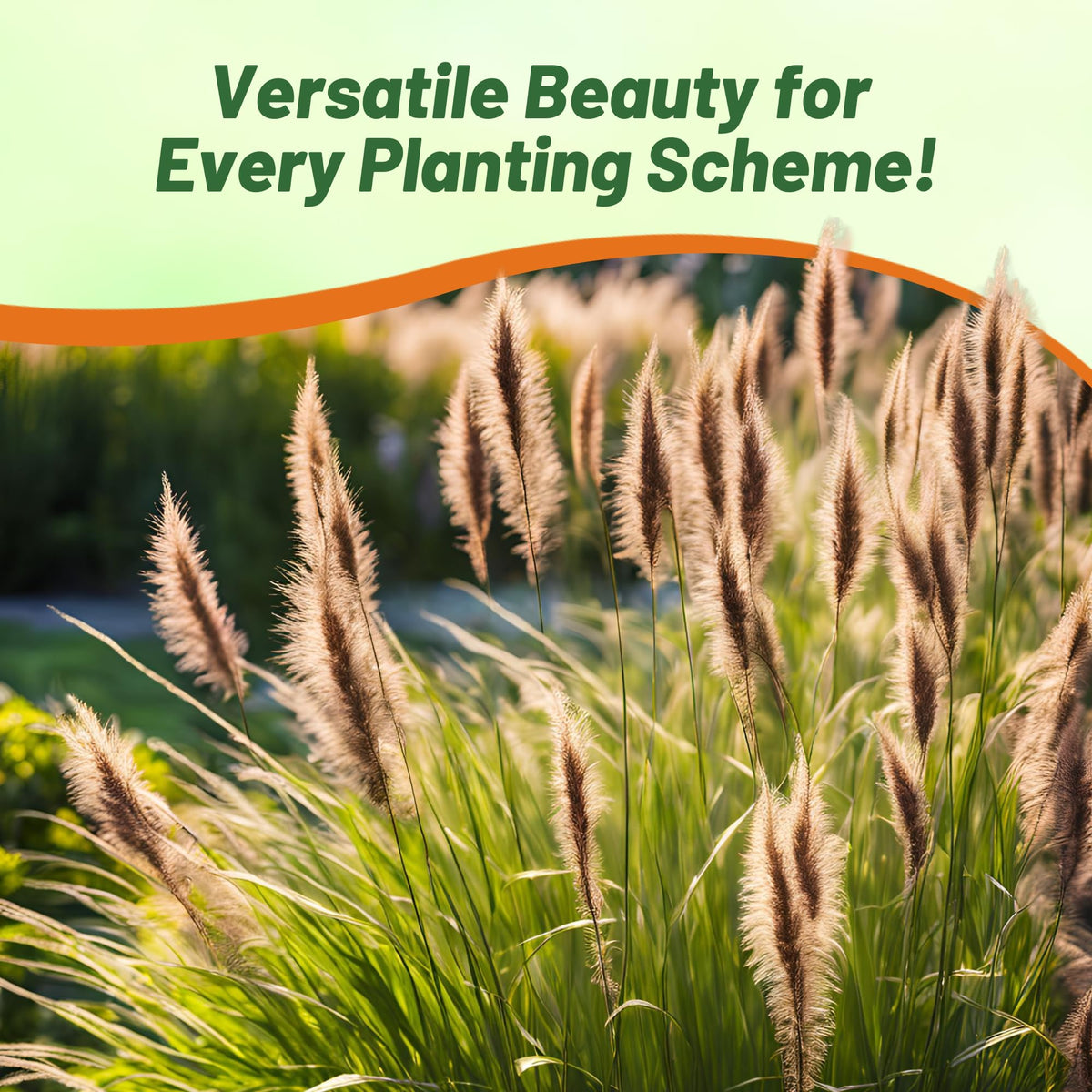Outsidepride drought-tolerant grass thrives with minimal water in sunny xeriscapes