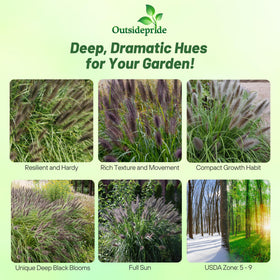 Outsidepride Chinese Pennisetum Fountain foliage provides an elegant green backdrop for sunny borders