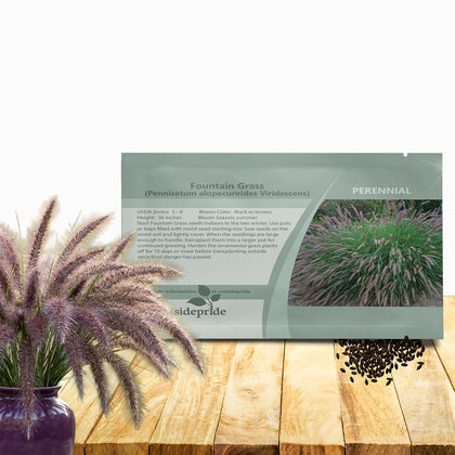Outsidepride Chinese Pennisetum Fountain plumes shimmer smoky purple-black for a dramatic garden focal point