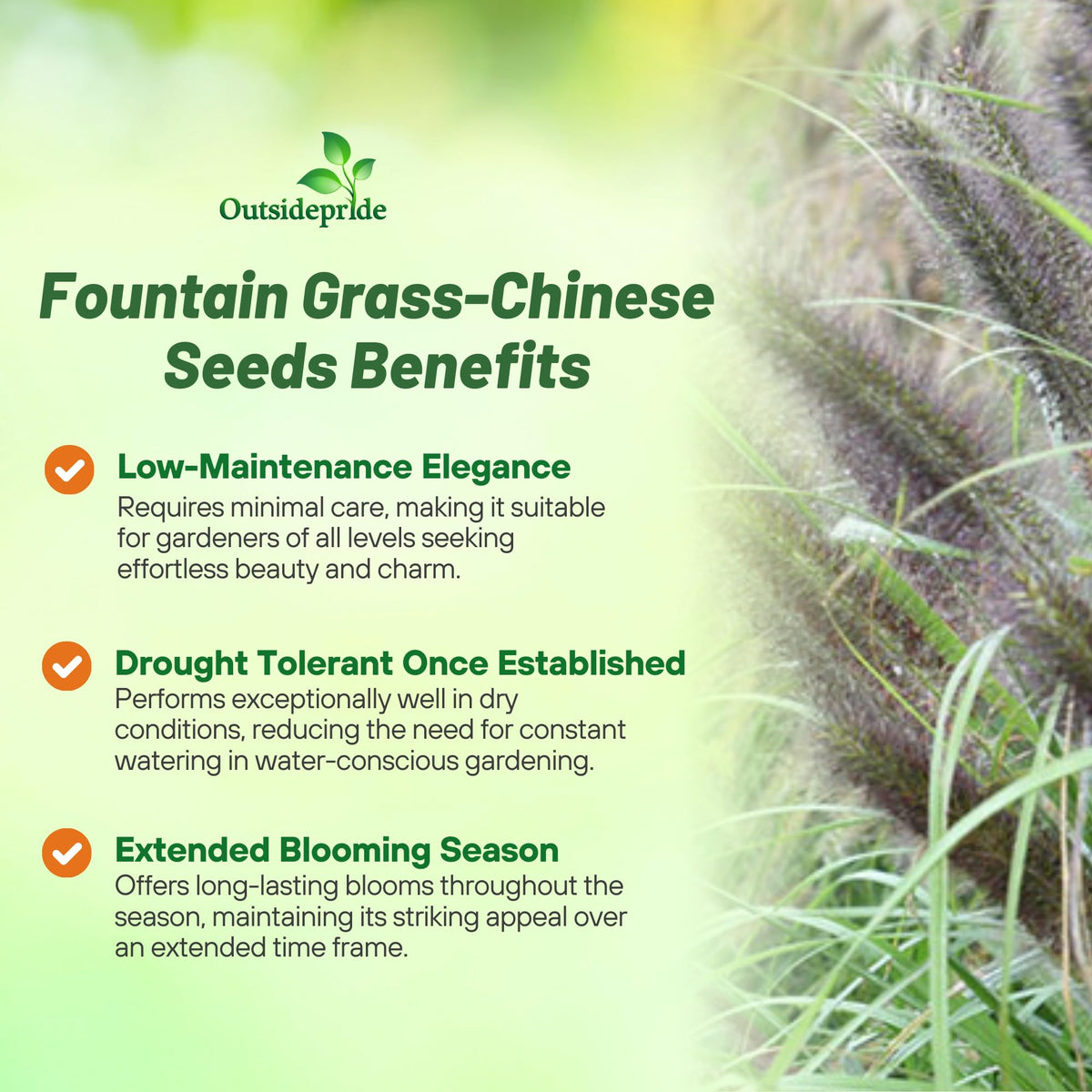 Outsidepride Chinese Pennisetum seed packet demonstrates easy planting