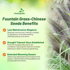 Outsidepride Chinese Pennisetum seed packet demonstrates easy planting