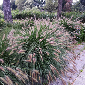 Outsidepride seed-grown fountain grass offers easy, low-maintenance beauty