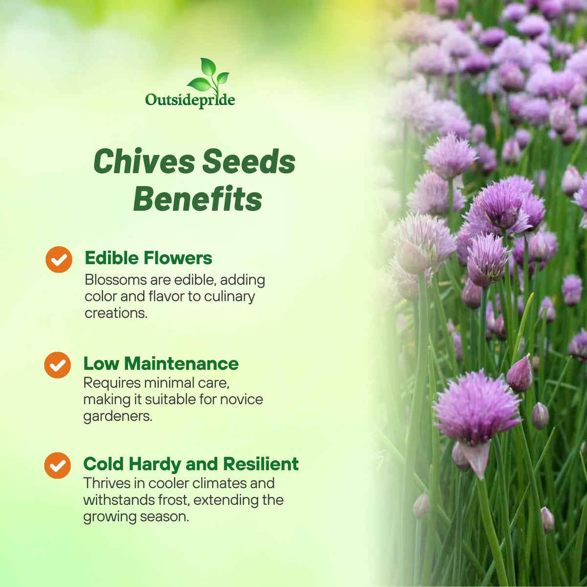 Outsidepride chives lavender flowers bloom, edible garnishes