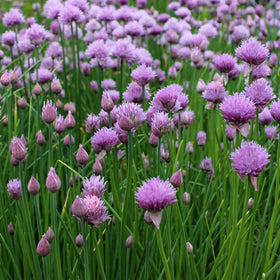 Outsidepride chives seeds packaging shown for a perennial herb ideal for cooking