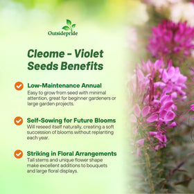 Outsidepride Cleome garden border highlights tall, airy plants for landscape focal points.