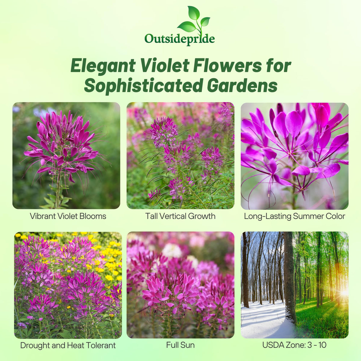 Outsidepride Cleome spider blooms create dramatic border accents and long-lasting bouquets.