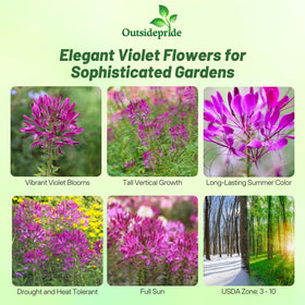 Outsidepride Cleome spider blooms create dramatic border accents and long-lasting bouquets.